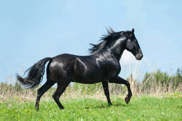 istock Beautiful black andalusian stallion 1021778842