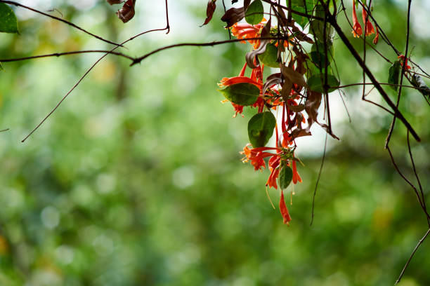Orange flowers on blurred greenery background and copy space using as background natural