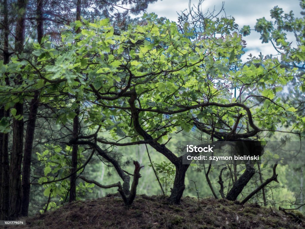 pequeño árbol achaparrado en el bosque - Foto de stock de Aire libre libre de derechos
