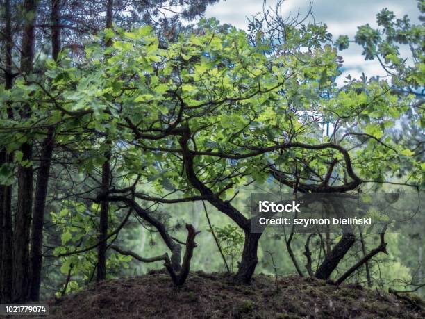 Pequeño Árbol Achaparrado En El Bosque Foto de stock y más banco de imágenes de Aire libre - Aire libre, Azul, Bosque