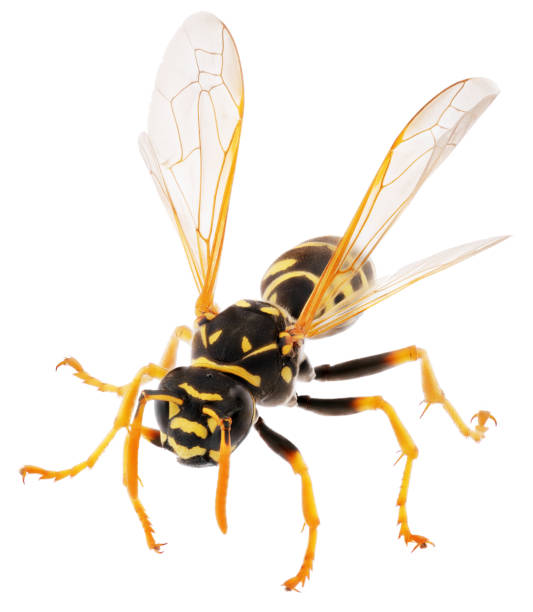 istock Close up of wasp isolated on white background 1021782064