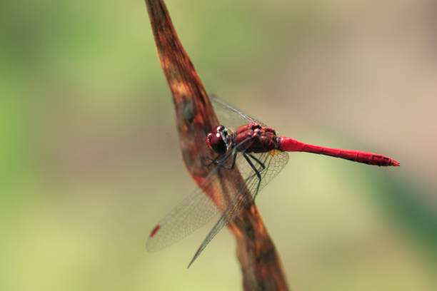colorful dragonfly in summer garden