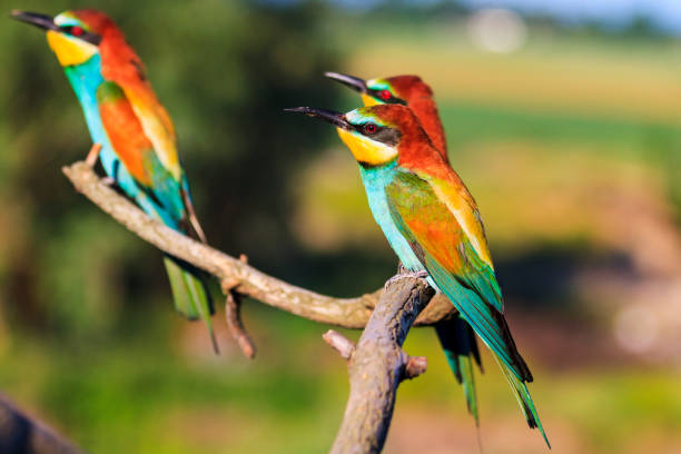istock Three exotic birds are sitting on the branches 1021782556