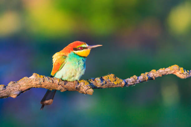colored bird in the sun's morning rays colored bird in the sun's morning rays,wildlife, birds and animals puerto quetzal guatemala stock pictures, royalty-free photos & images