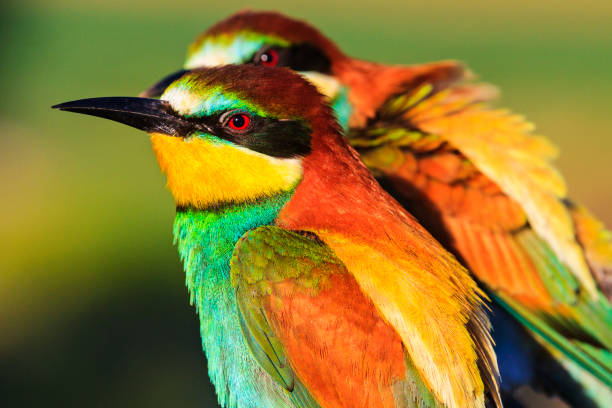Exotic birds with dying black beaks Exotic birds with dying black beaks,wildlife, birds and animals puerto quetzal guatemala stock pictures, royalty-free photos & images
