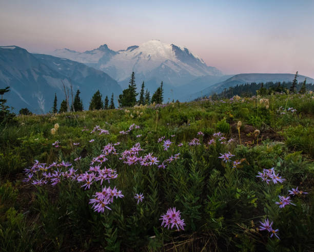 istock Mount Rainier with Wildflowers during Sunrise at Washington 1021784876