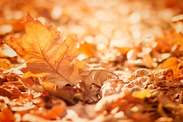 istock Autumn leaves on shimmering background 1021787846