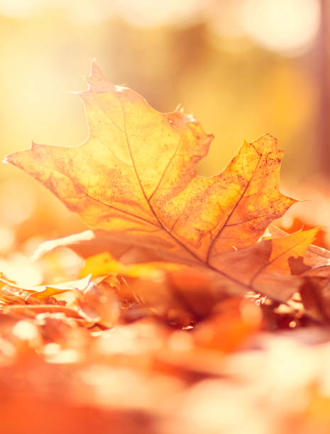 istock Autumn leaves on shimmering background 1021788150