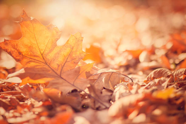 istock Autumn leaves on shimmering background 1021790476