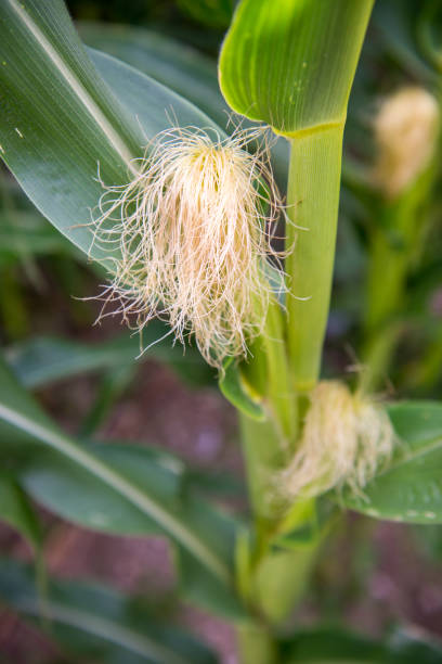 istock closeup of a fresh corncob on a corn stem 1021790764