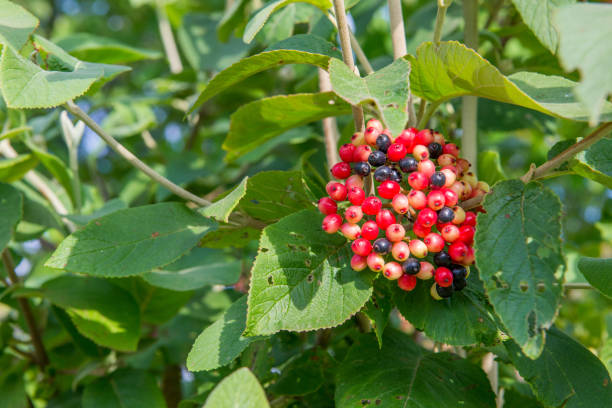 frutas vermelhas e pretas de uma árvore de wayfaring comum - viburnum lantana - wayfaring - fotografias e filmes do acervo