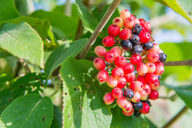 rote und schwarze früchte von einem gemeinsamen wayfaring baum - viburnum lantana - wayfaring stock-fotos und bilder
