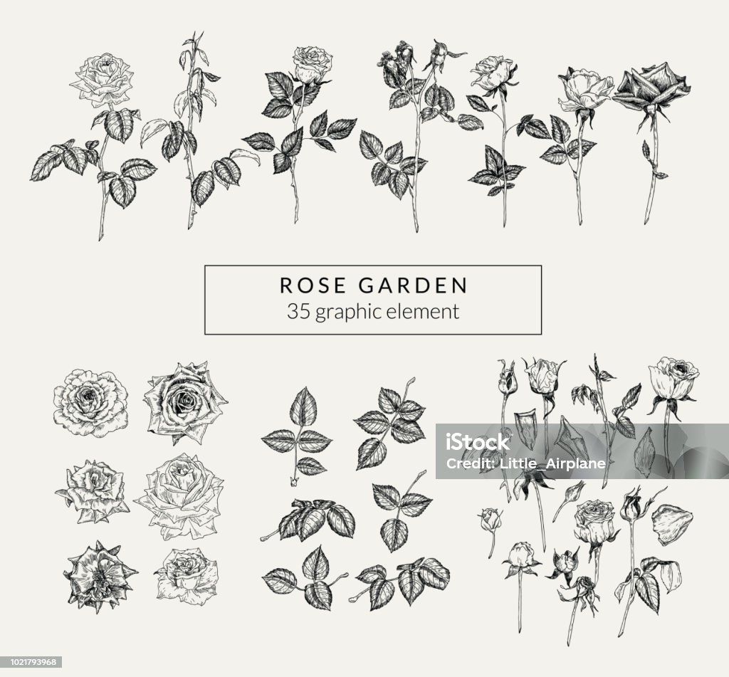 Vintage-Set von Hand gezeichneten Rosen und pflanzlichen Elementen. Retro-Stil Graphiksammlung. - Lizenzfrei Rose Vektorgrafik