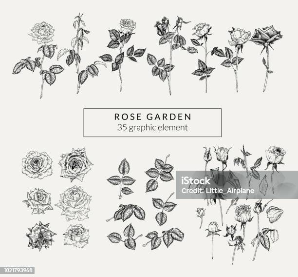 Vintageset Von Hand Gezeichneten Rosen Und Pflanzlichen Elementen Retrostil Graphiksammlung Stock Vektor Art und mehr Bilder von Rose