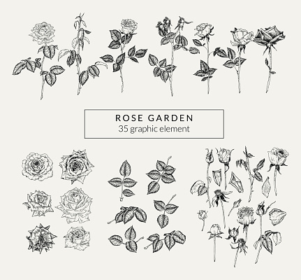 Vintage set of hand drawn roses and plant elements. Retro-styled graphics collection.