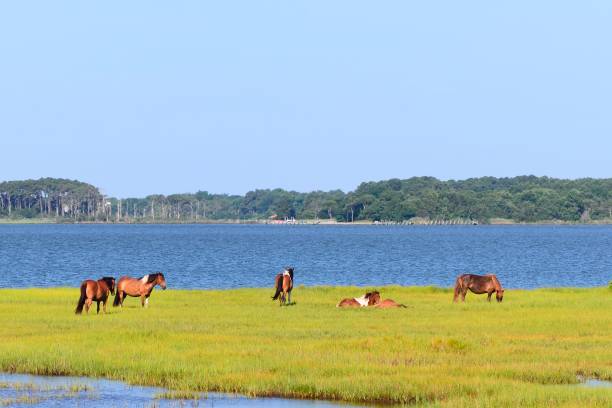 A small herd of Assateague ponies resting and grazing in the marshes of the Assateague Island National Seashore on a bright  summer morning.  Photographer Bob Balestri dba Joesboy