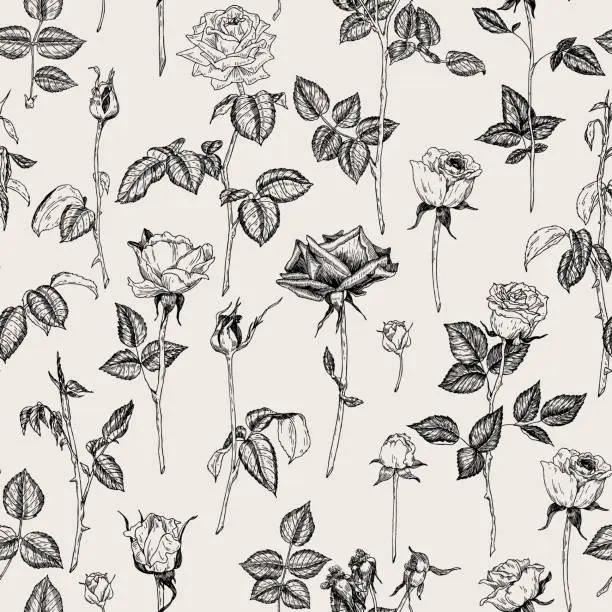 Vector illustration of Vector seamless hand drawn pattern with roses in vintage graphic style. Gentle decoration pattern for paper, textile, handmade, wrapping decoration, scrap-booking, polygraphy, t-shirt, cards.