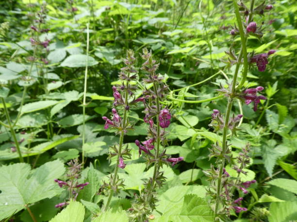 istock nettle in the forest with purple blossom 1021794382