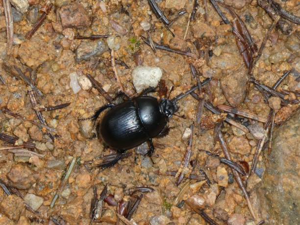 istock big black dung beetle bug in the forest 1021794558