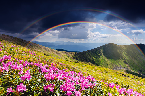 Summer landscape with rainbow after rain. Glade of flowering pink rhododendrons in the mountains. Amazing place with a beautiful natural phenomenon