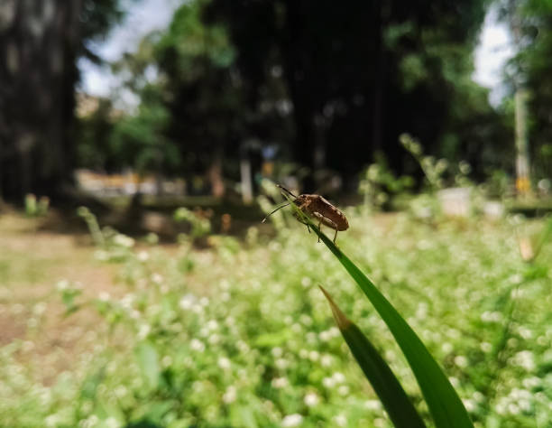 Little brown shield bug or stink bug at the edge of a large green leaf with nature background at outdoors park