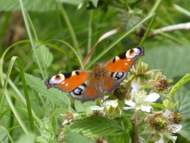 istock colorful peacock butterfly in the forest 1021802864
