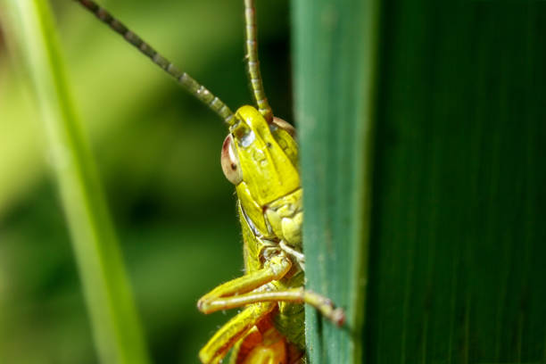 istock Macro of a grasshopper. 1021803102