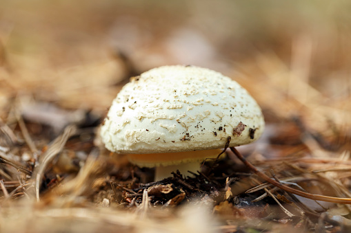 The parasol mushroom 'Macrolepiota procera' or 'Lepiota procera' growing in the forest.