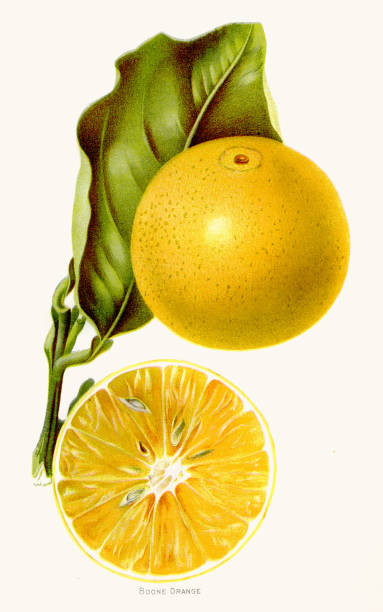 Boone orange illustration 1892 Report of the Secretary of Agriculture 1892 by United States. Department of Agriculture lemon fruit illustrations stock illustrations