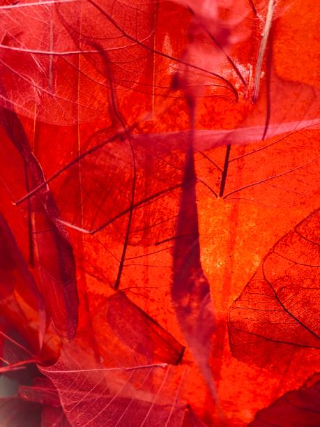 Transparent red leaves