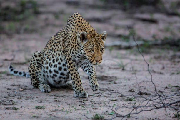 istock Leopard in South Africa 1021809412