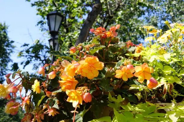 Orange flowers blossom in park near street lamp