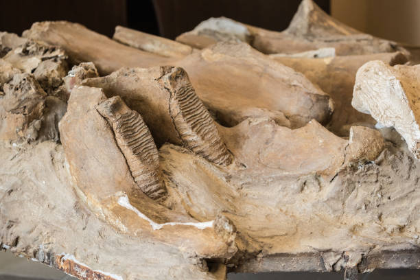 istock Part Of Ancient Old Mammoth Jaw 1021814876