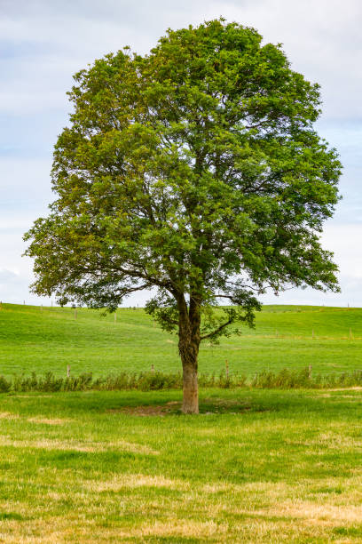 istock Alone tree in colorful farm field in Ballyvaughan 1021817486