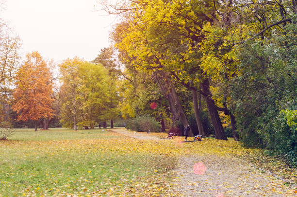 Photograph taken in Vienna, Austria, of a pond in the Stadtpark, the favorite park for both Viennese and tourists visiting the capital. Open to the public since 1862, it is one of the oldest parks in Vienna. The English-style park extends over 65,000 square metres, where a wide variety of plant species grow and different types of birds live. Photo taken at sunset in October