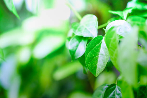 istock Closeup nature view of green leaf on blurred greenery background in garden using as background natural green plants landscape, ecology, fresh wallpaper concept. 1021823654