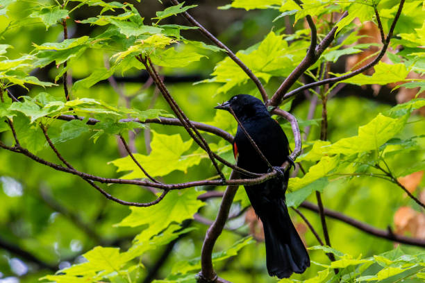 istock Brown bird pecking at black bird 1021823818