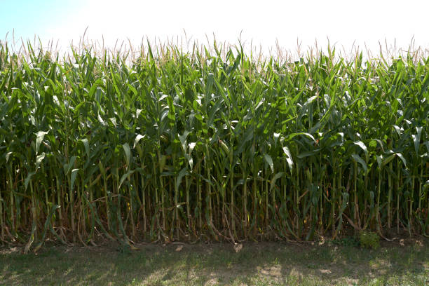 istock Farm of corn in Europe 1021826358