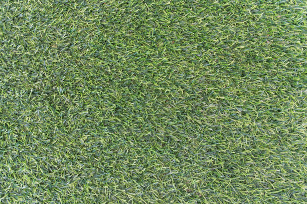 istock Green grass texture background. Nature and wallpaper concept. Outdoors and decoration theme. 1021827096