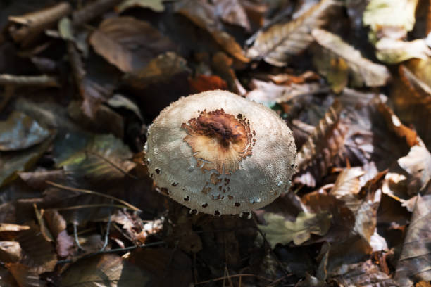 Young parasol mushroom (Macrolepiota procera or Lepiota procera) growing in autumn forest with dry leaves. View from above.