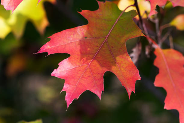 rami di quercia con foglie di luce solare rossa autunnale - branch dry defocused close up foto e immagini stock