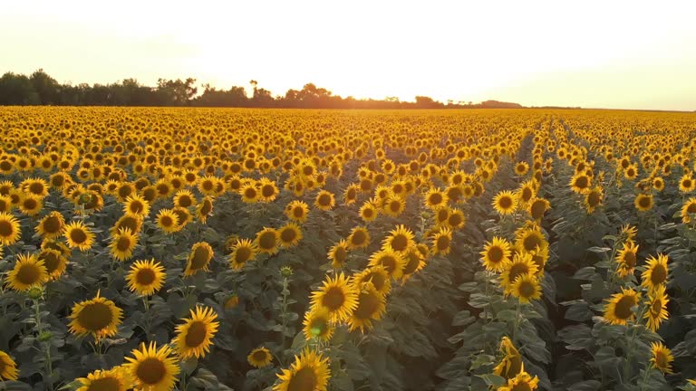 Field of sunflowers on sunset