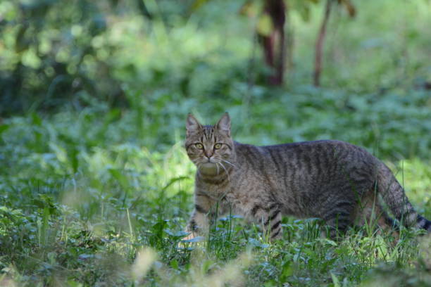 istock Felis silvestris silvestris 1021833108