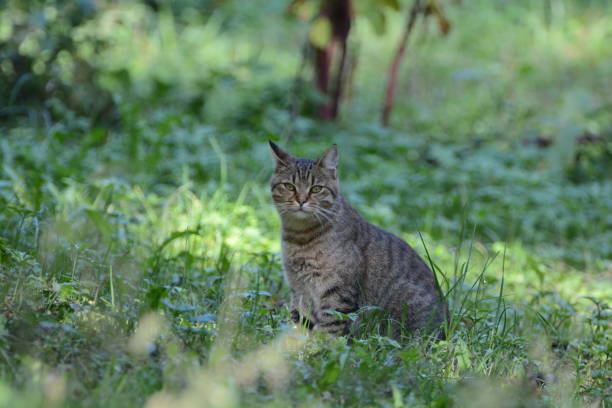 istock Felis silvestris silvestris 1021833130