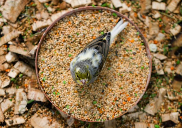 Feeding of bird in tropical house.