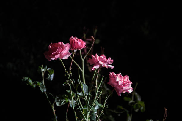 par de rosas aisladas sobre fondo negro - velvet rose flower thorn fotografías e imágenes de stock