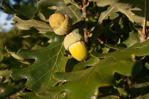 istock Oak Leaves of Acorns 1021841690