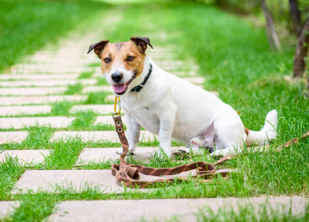 istock Dog training accessory concept with dog tethered with long line leash rope 1021844138