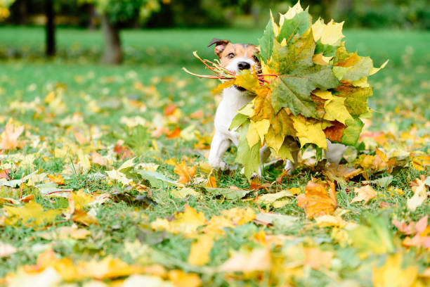 Dog fetching thanksgiving colorful bouquet made of maple leaves Dog running with autumnal bouquet i love you photos stock pictures, royalty-free photos & images