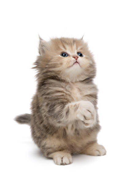 istock Shaggy, grey British kitten 1021844234